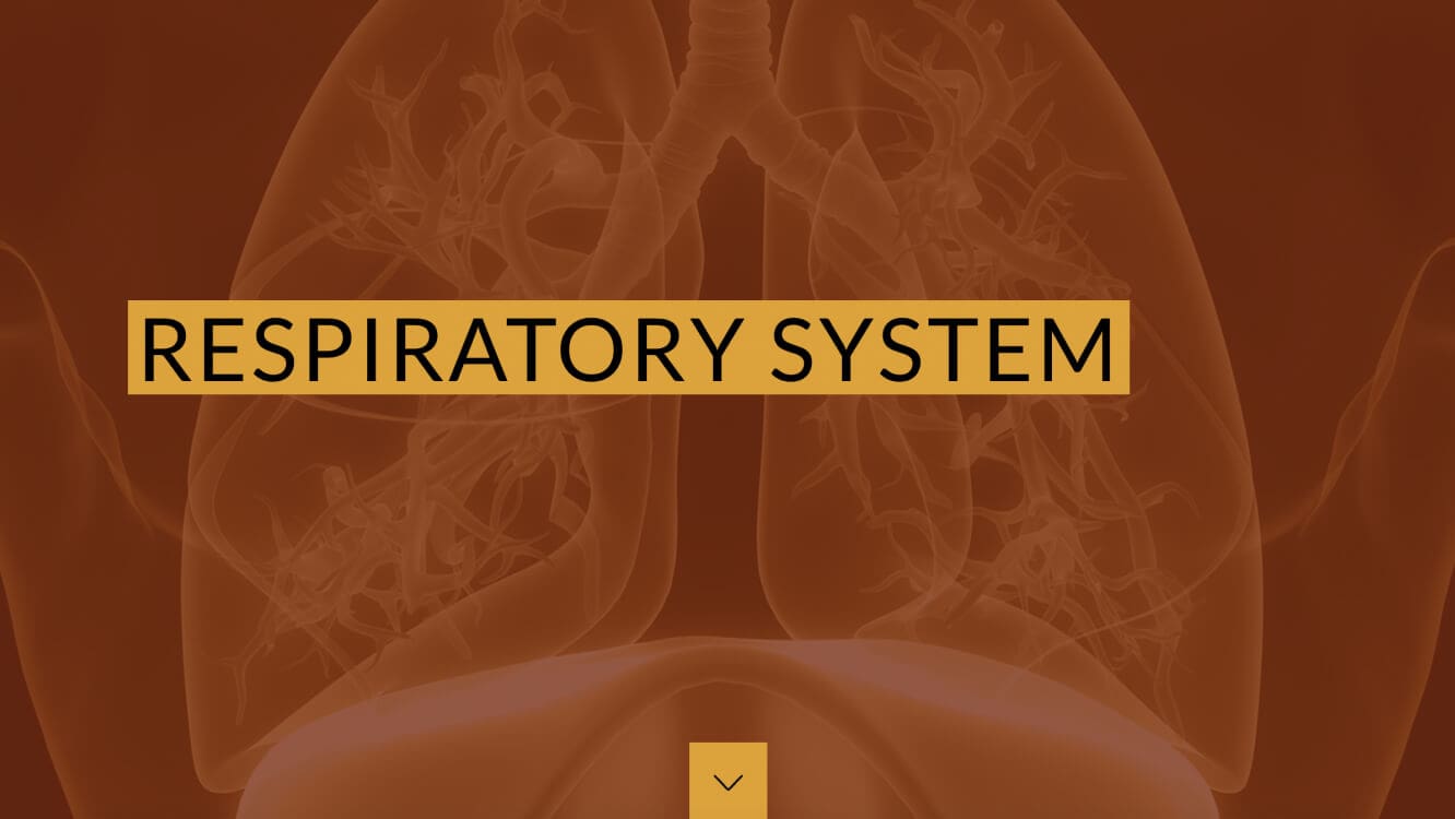 A slide within the course that reads, "Respiratory System"