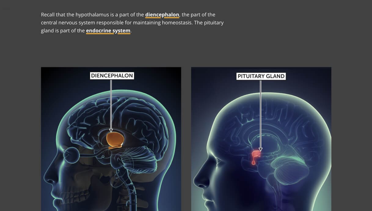 A slide within the course that depicts Diencephalon in the brain and the Pituitary Gland in the brain