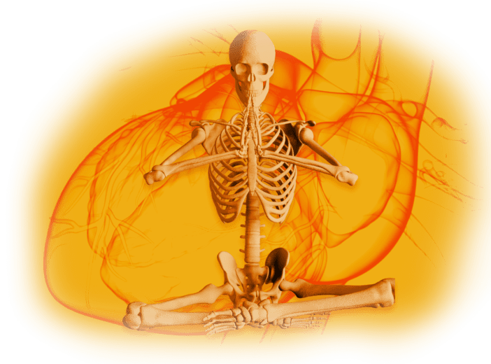 Skeleton in a seated yoga position with a human heart behind it